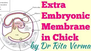 EXTRA EMBRYONIC MEMBRANE IN CHICK Amnion ,Chorion, Yolk sac, Allantois function of these membrane