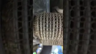 Exhaust rattle/tick
