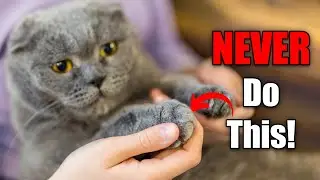 If You Have an Indoor Cat, Never Do THIS! (Common Indoor Cat Mistakes)