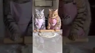 Whose bakery would you visit? 😸👩&zwj;🍳 #CatPastryChefs #BreadLovers #BakingGoals #Cat #CatLover
