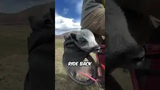 Байкпакер спасает потерявшегося детеныша яка в Монголии 🏔️❤️