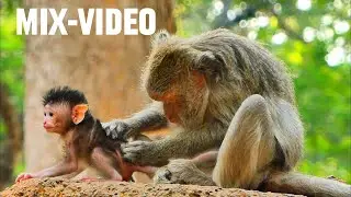 Mix Video Summary! sweet, hilarious, amazing video of monkeys, @monkeyscorner
