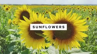 Video Blog 188 - Sunflowers