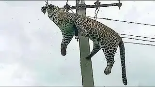 Animal electrocution