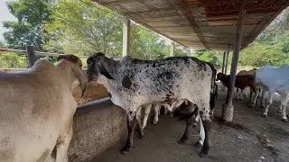 Descargando a golomdrino y a la difunta 😅😅para que se recupere 