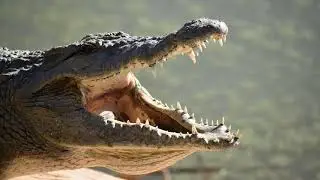 Crocodile Sound Effect