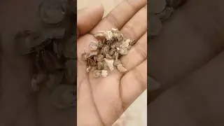 collecting seeds of hollyhock flower #hollyhock #greenbliss #terracegarden