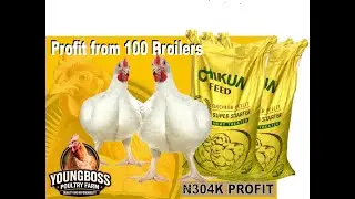 COST AND PROFIT OF RAISING 100 BROILER CHICKENS IN NIGERIA 2025 PRICES
