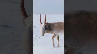 Saiga Antelope Walking