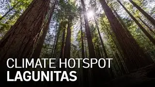 Climate Change Hotspot: Lagunitas -- The Crippling of the Redwoods
