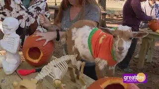 Rose Therapeutic Farm Puts a Creative Twist on Pumpkin Carving with Goats!