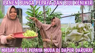 PANEN BUNGA PEPAYA DI KEBUN PEKARANGAN BELAKANG RUMAH MASAK GULAI PEPAYA MUDA DI DAPUR DARURAT