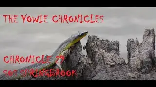 STRANDED IN REMOTE YOWIE/BIGFOOT COUNTRY: CHRONICLE 29: SPRINGBROOK PART 2: SOS SPRINGBROOK