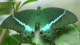 Beautiful Butterfly - Papilio Crino / Common Banded Peacock