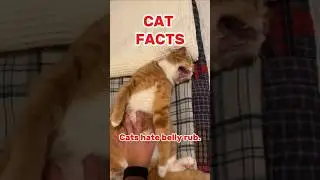 Cats hate belly rub.