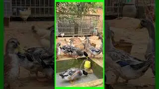 Make an artificial swimming pool for ducks to cool off