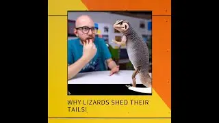 Why lizards break and shed their tails using autotomy? #lizards #autotomy