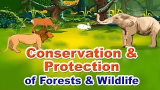 Conservation & Protection Of Forests & Wildlife | Home Revise