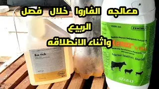 مكافحه الفاروا والبرنامج الربيعي كاملا