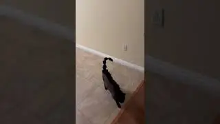Cat Has Hilarious Reaction to His Brother's Haircut