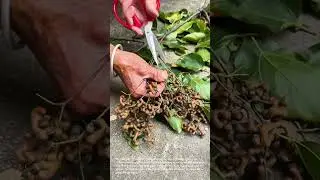 Harvesting Unusual Seeds: Cutting Down Chinese Tallow Tree Seed Pods