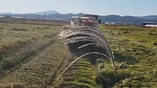 대동 콤바인 6조 DXM120GS-C 전남 곡성군 입면 도복벼 수확