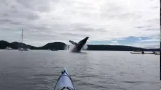 Epic Whale Encounter