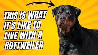 ROTTWEILER: Personality and Temperament. Is it ideal for you?