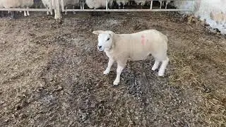 Sheep Texel Ewe Lamb