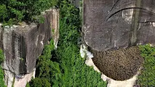 Primitive Technology: Awesome Find Giant Honey Bee For Food on The Higher Cliff