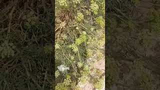 Удивительный морской критмум. Критмум в еде и приправе.