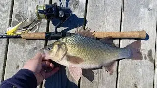 HUGE White Perch & Holdover Stripers
