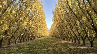 Orchard From Summer To Autumn SF1219