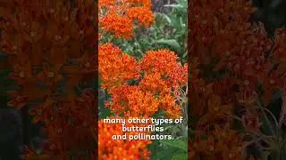 Butterfly Milkweed #sustainability #ecofriendly #sustainabilitymatters #nativeplants