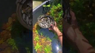 Molly fish outdoor pond setup😍❤. how to breed molly fish in pond. DIY molly fish pond setup