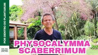 Harri Lorenzi Explica os Segredos do Pau-de-rosas (Physocalymma scaberrimum)