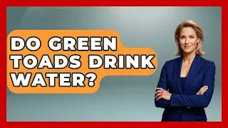 Do Green Toads Drink Water? - Reptilian Wonders