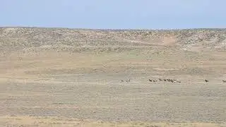 North Landers Complex, WY  BLM Wild Horse Round-Up 7/1/24 Video 11