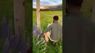 Ягнёнок так радуется, когда видит своего друга 💖