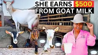 How She Gets $500 Every Month With Only 6 Goats on a 50 by 100 Piece of Land