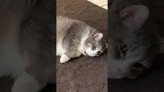 Sleepy cat wants to take a nap 🥱