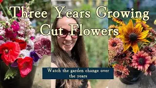 Three Years Growing Cut Flowers On My Allotment - Watch The Garden Change