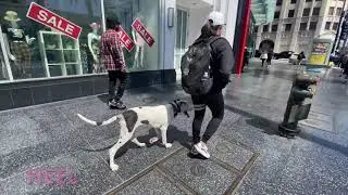 Great Dane Training | Luna | Long Beach, CA