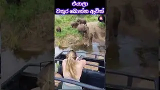 Прекрасный момент на природе 🐘 | Наблюдение за дикими слонами | Шри-Ланка