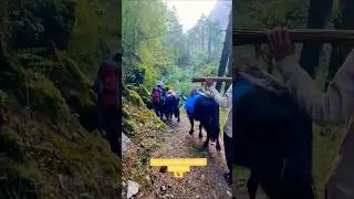Traffic on mountains 🏔️🦬 #nepal #himalayamountain #hikenepal #trekkers #trekon #trafficjamonmountain