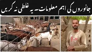 Goat Farming Tips | Goat Care Guide | Vehari Goat Farm