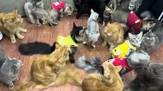 Boss Maincoon & Bengal 