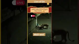 lion enter in village| #gir #animals #village #villagelife #shorts #short,#animals #shortsfeed