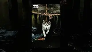Animals Warn Humans of Danger &mdash; Seconds Before Disaster 🐾🚨#dog #rescue #animals #shorts