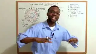 Hepatitis B Infections  Pathophysiology Made Simple